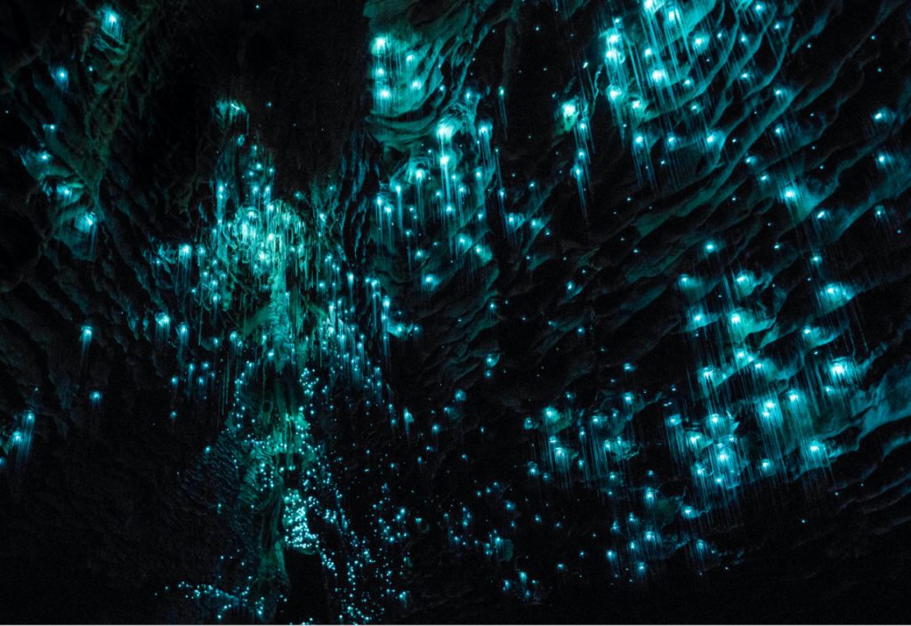 Waitomo Glowworm Caves | Best Places to Visit in New Zealand